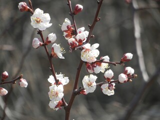 Spring, twigs with flowers covered the tree