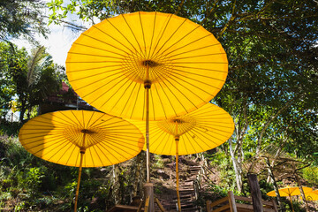 Jungle Tourist destination decorated with Yellow Umbellas