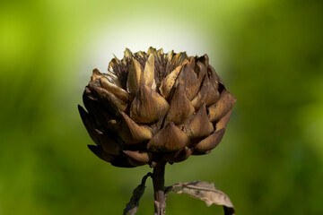 Dried Artichoke Flower on Stalk on Green Background