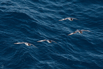 Cape Petrels (Daption capense) in South Atlantic Ocean, Southern Ocean, Antarctica