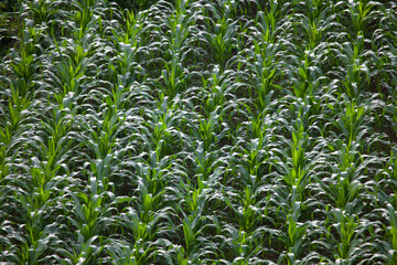 Fototapeta na wymiar Part of the Young Corn Field in July H