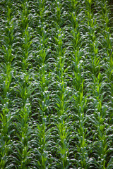 Fototapeta premium Young Corn Field. Growing Fast in July Vertical