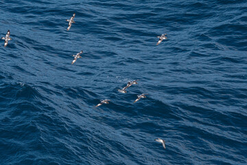 Cape Petrels (Daption capense) in South Atlantic Ocean, Southern Ocean, Antarctica