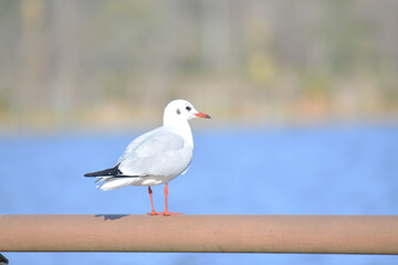 ユリカモメ