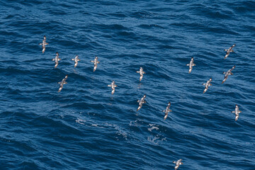 Cape Petrels (Daption capense) in South Atlantic Ocean, Southern Ocean, Antarctica