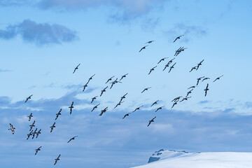 Cape Petrels (Daption capense) in South Atlantic Ocean, Southern Ocean, Antarctica