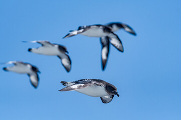 Cape Petrels (Daption capense) in South Atlantic Ocean, Southern Ocean, Antarctica
