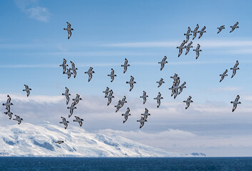 Cape Petrels (Daption capense) in South Atlantic Ocean, Southern Ocean, Antarctica