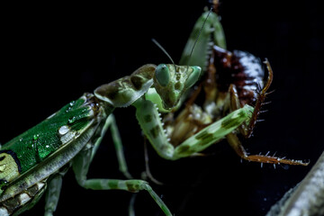 green praying mantis
