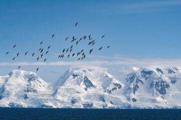 Cape Petrels (Daption capense) in South Atlantic Ocean, Southern Ocean, Antarctica