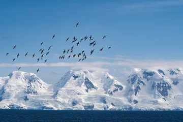 Gordijnen Cape Petrels (Daption capense) in South Atlantic Ocean, Southern Ocean, Antarctica © Nick Taurus