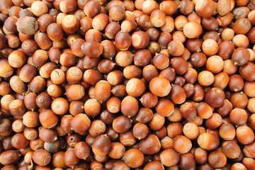 A lot of dried acorn. Autumn background