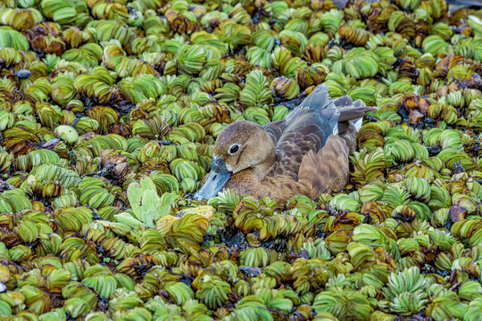 Female of Rosy-billed Pochard (Netta peposaca) in pond overgrown with Giant Salvinia (Salvinia molesta) in park, Buenos Aires, Argentina