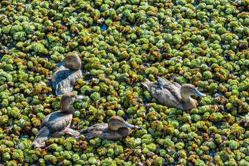 Obraz premium Female and grown-up ducklings of Rosy-billed Pochard (Netta peposaca) in pond overgrown with Giant Salvinia (Salvinia molesta) in park, Buenos Aires, Argentina