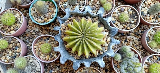 close up of a mosaic of leaves