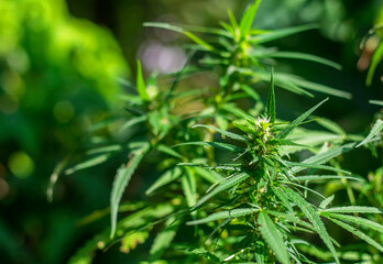 Marijuana leaves, cannabis ongreen background, indoor cultivation