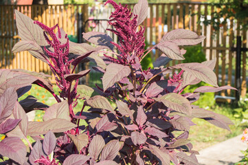 Beautiful garden flower amaranth velvet curtain Amaranthus cruentus, dark red inflorescences and leaves, summer, outdoor
