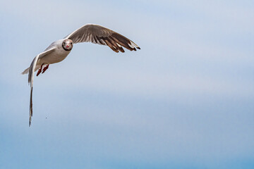Brown-hooded Gull (Chroicocephalus maculipennis) by the bay, Montevideo, Uruguay