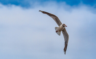 Brown-hooded Gull (Chroicocephalus maculipennis) by the bay, Montevideo, Uruguay