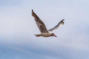 Fototapeta premium Brown-hooded Gull (Chroicocephalus maculipennis) by the bay, Montevideo, Uruguay