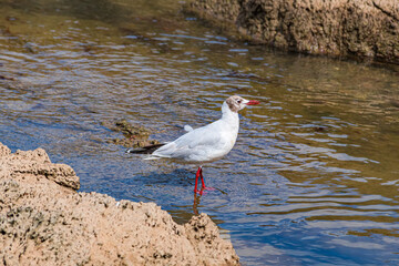 Brown-hooded Gull (Chroicocephalus maculipennis) by the bay, Montevideo, Uruguay