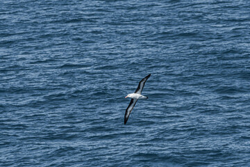 Black-browed Albatross (Thalassarche melanophris) in South Atlantic Ocean, Southern Ocean, Antarctica
