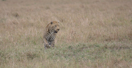 front view of male leopard walking in the grass of the wild masai mara kenya