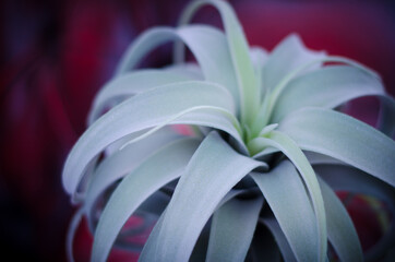 Colorful air plants Pictures