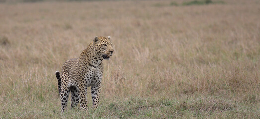 front profile of male leopard standing alert on the hunt in the wild masai mara kenya