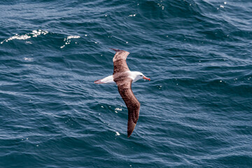 Black-browed Albatross (Thalassarche melanophris) in South Atlantic Ocean, Southern Ocean, Antarctica