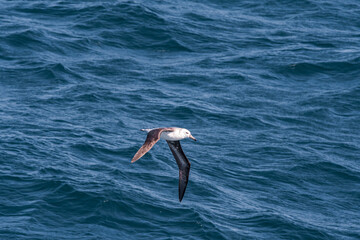 Black-browed Albatross (Thalassarche melanophris) in South Atlantic Ocean, Southern Ocean, Antarctica