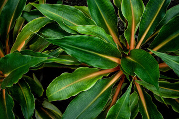 closeup nature view of tropical leaf background, dark tone concept