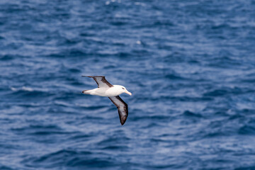 Black-browed Albatross (Thalassarche melanophris) in South Atlantic Ocean, Southern Ocean, Antarctica