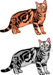 Fototapeta na wymiar Vector drawing of American Shorthair Cat
