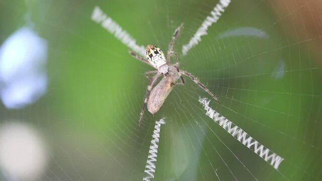 Small tropical spider wraping bait in garden on white web background