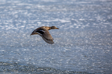 Single flying mallard duck with wings wide open