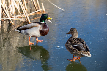 Duck and drake walk on fresh thin ice