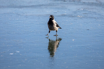 Crow walks on fresh thin ice