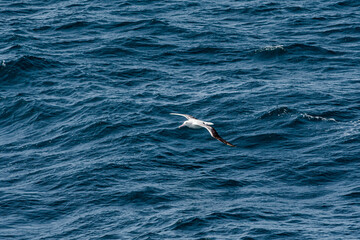 Southern Royal Albatross (Diomedea epomophora) in South Atlantic Ocean, Southern Ocean, Antarctica