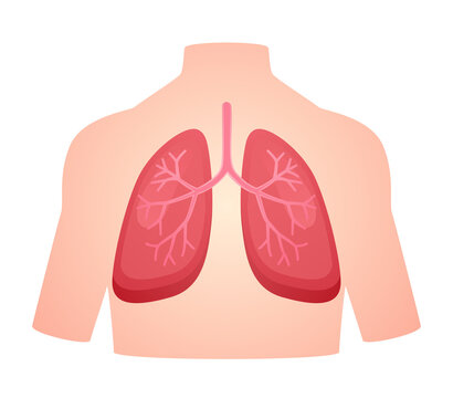 human anatomy organ lung pulmonary breath respiratory system white isolated background flat style