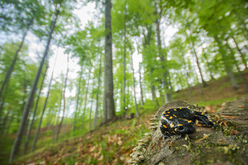 Fire salamander in its natural forest habitat, Transylvania, Romania