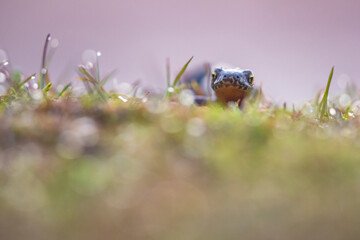 Alpine newt (mountain amphibian) walking through the grass