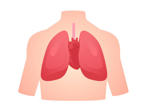 human anatomy organ lung heart pulmonary cardiac isolated background flat style