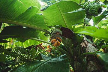 Zielona palma bananowa pełna zółtych dojrzałych owoców.