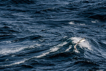 Southern Royal Albatross (Diomedea epomophora) in South Atlantic Ocean, Southern Ocean, Antarctica