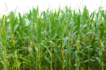 Fototapeta premium A green field of corn in India