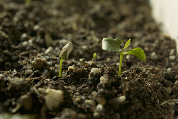 Young plant in the soil