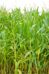 A green field of corn in India
