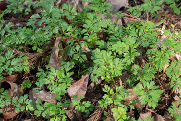 秋のセントウソウ