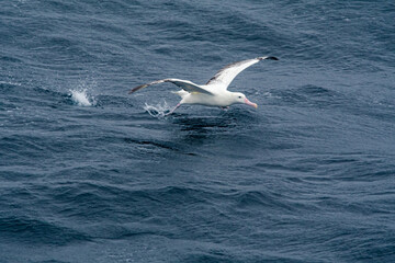 Southern Royal Albatross (Diomedea epomophora) in South Atlantic Ocean, Southern Ocean, Antarctica